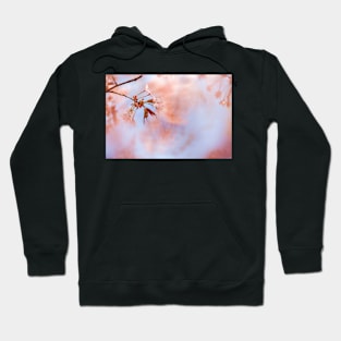 Cherry Blossom Hoodie